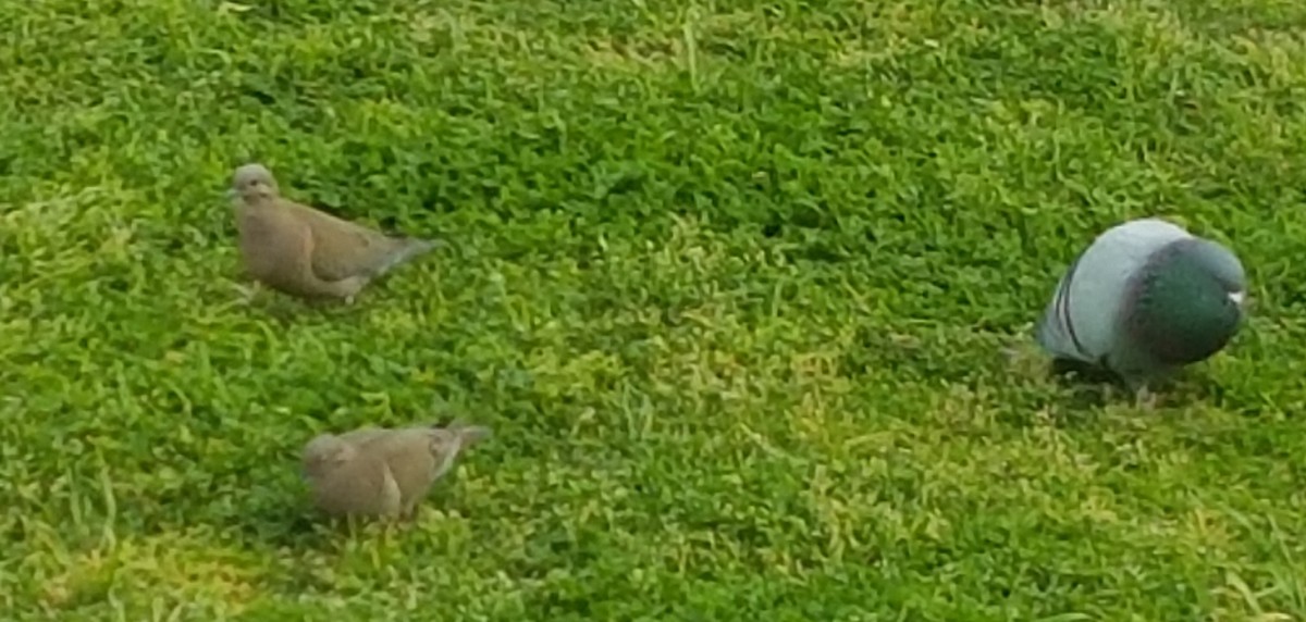 Rock Pigeon (Feral Pigeon) - Rebel Warren and David Parsons