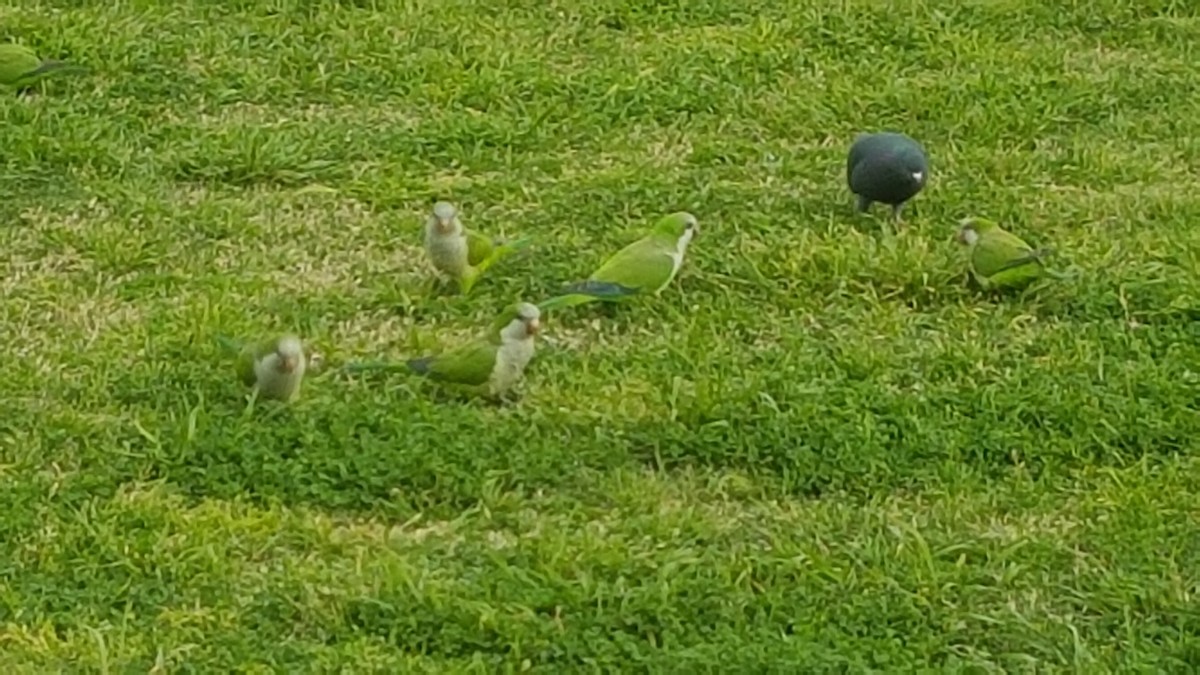 Rock Pigeon (Feral Pigeon) - ML618842579