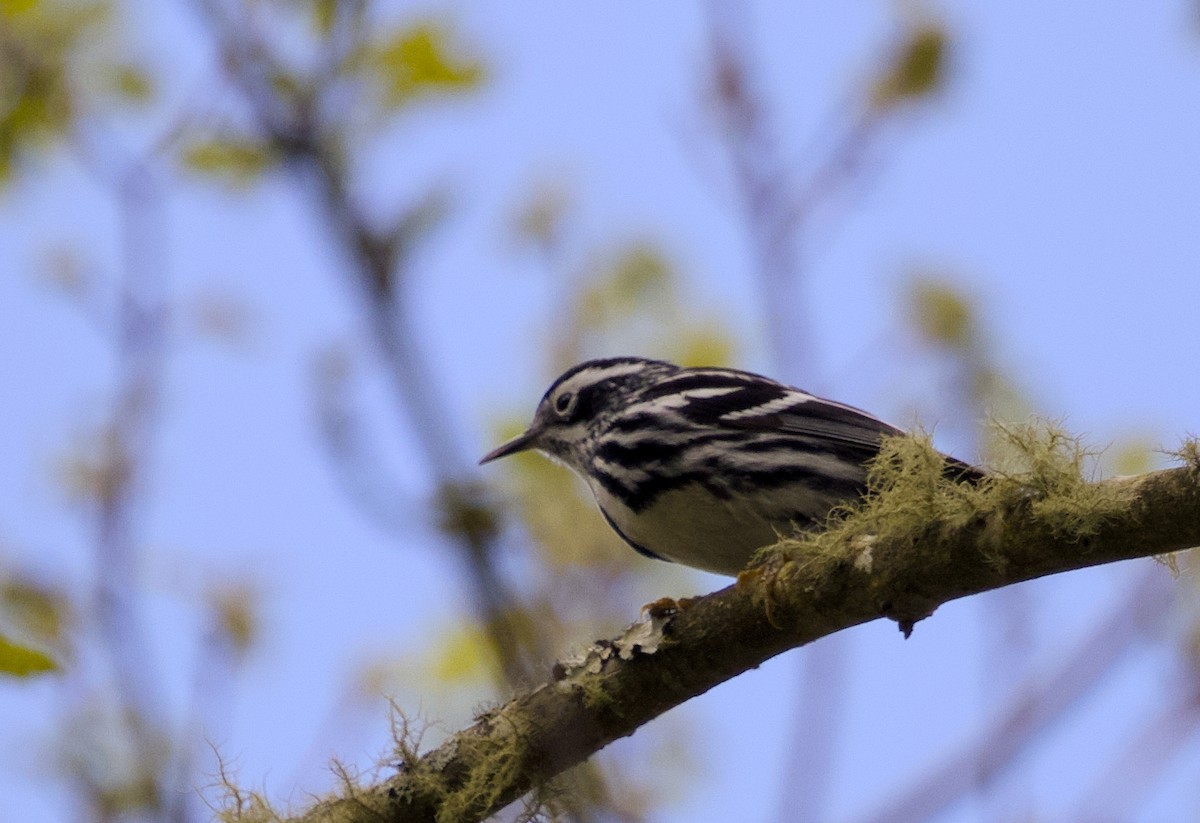 Black-and-white Warbler - Alan Desbonnet