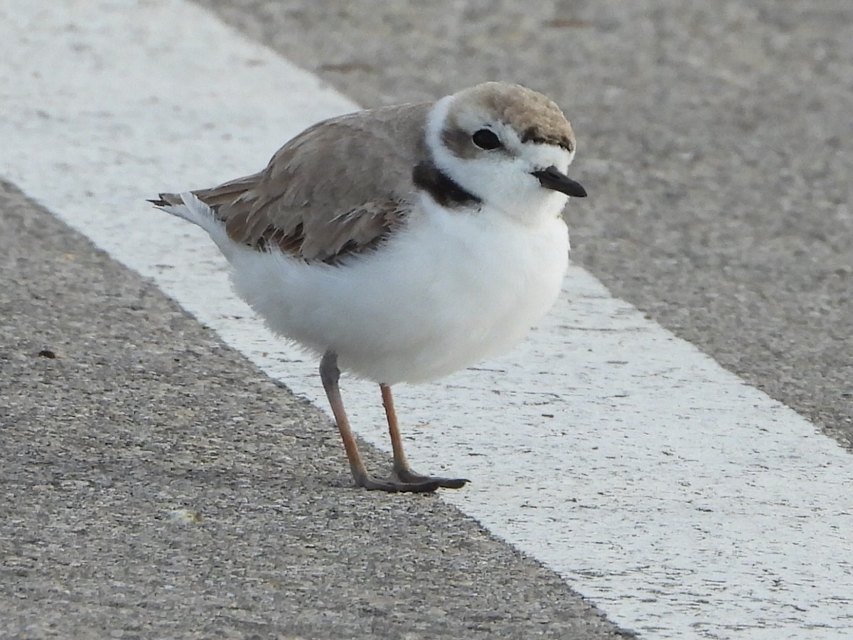 Snowy Plover - Robert Neill