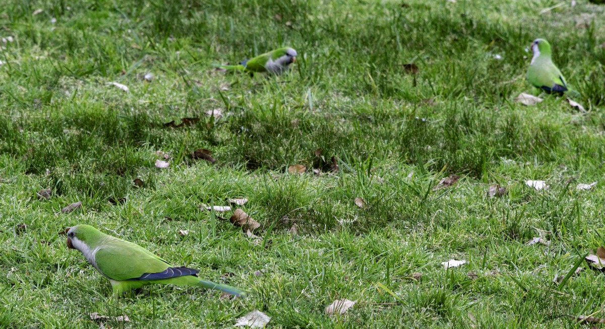 Monk Parakeet - Rebel Warren and David Parsons