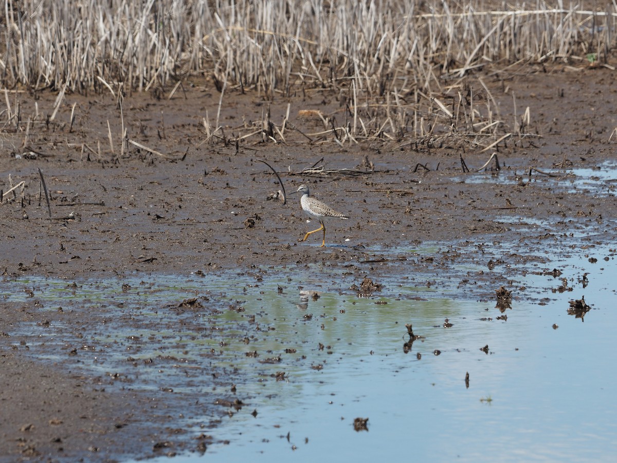 Lesser Yellowlegs - Catherine Brown