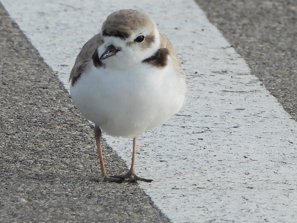 Snowy Plover - Robert Neill