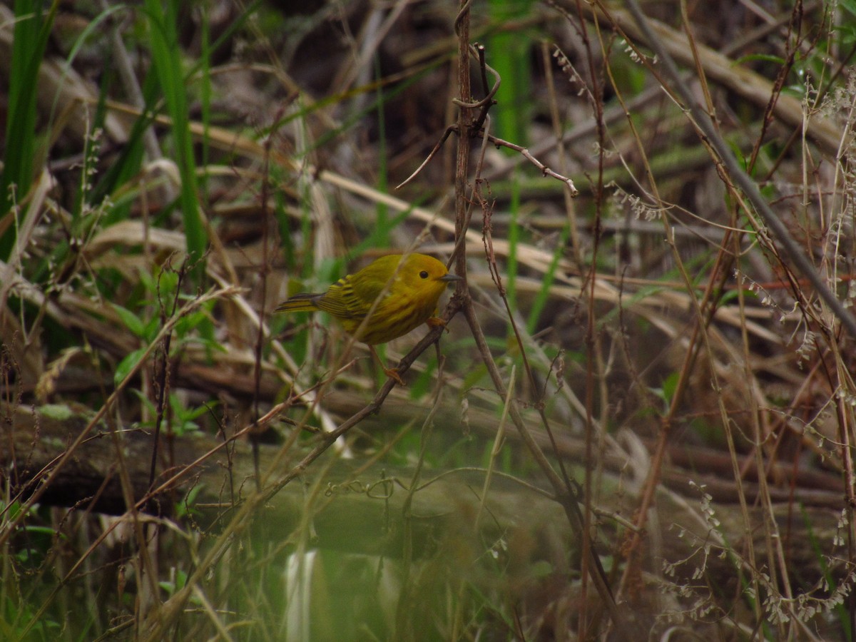 Yellow Warbler - Alyssa Gruda