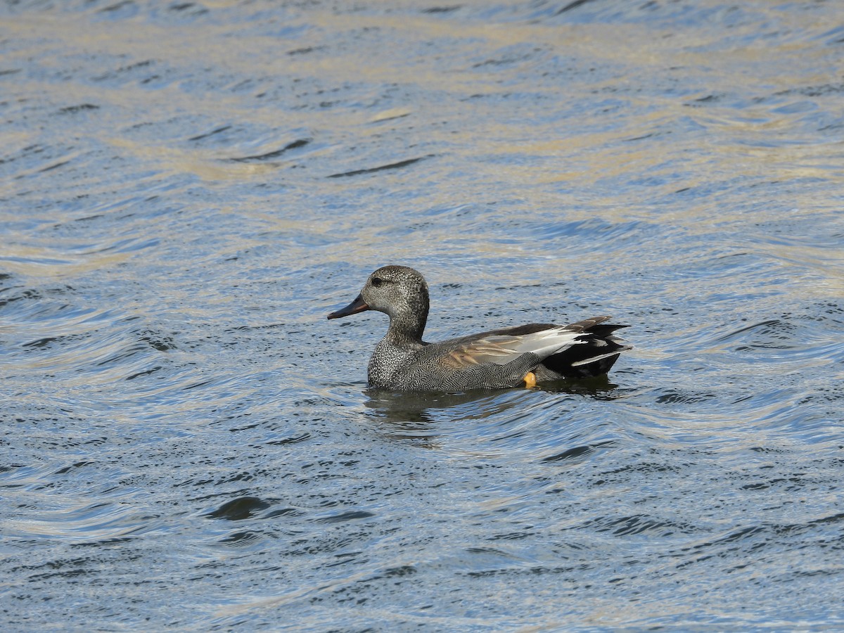 Gadwall - Gerard Nachtegaele