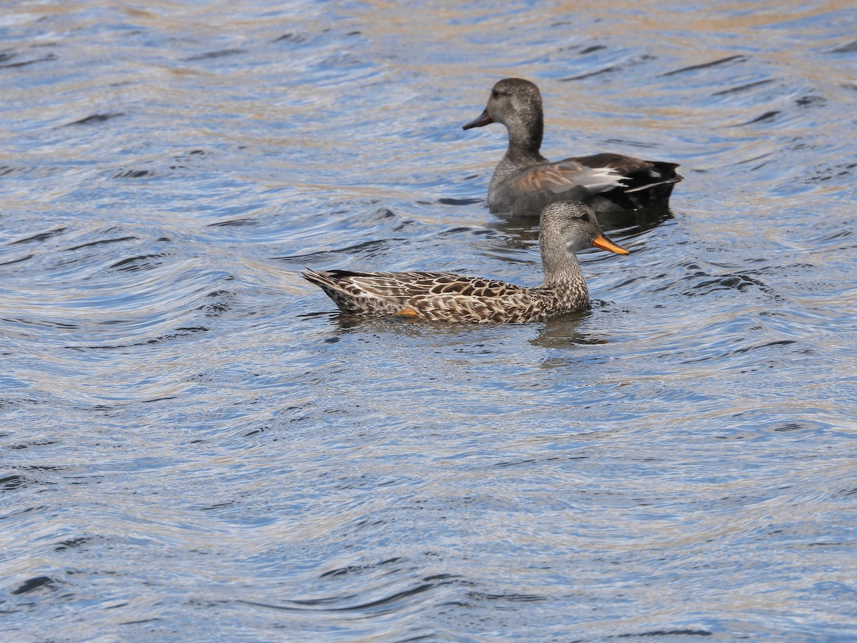 Gadwall - Gerard Nachtegaele