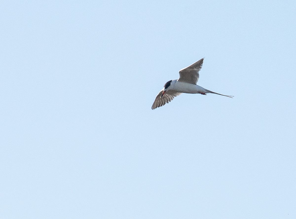 Forster's Tern - Chuck Gates
