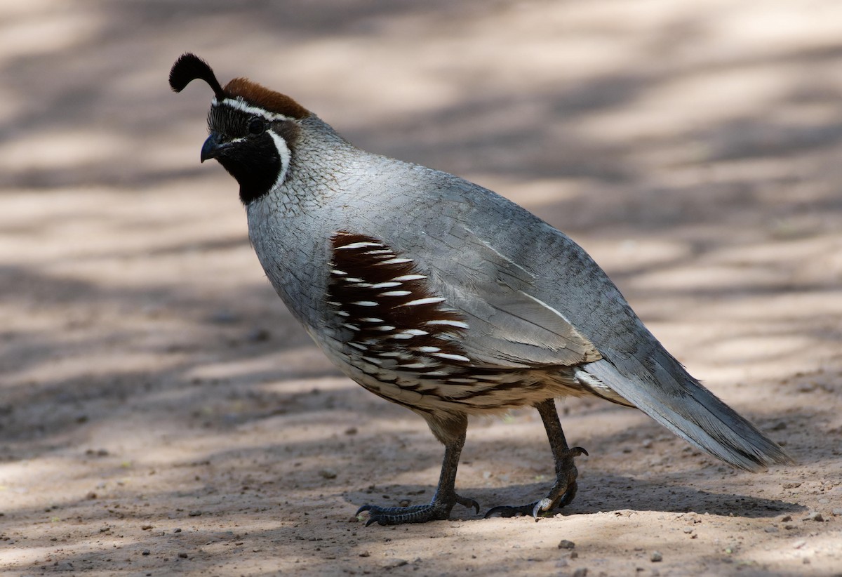 Gambel's Quail - Leslie Holzmann