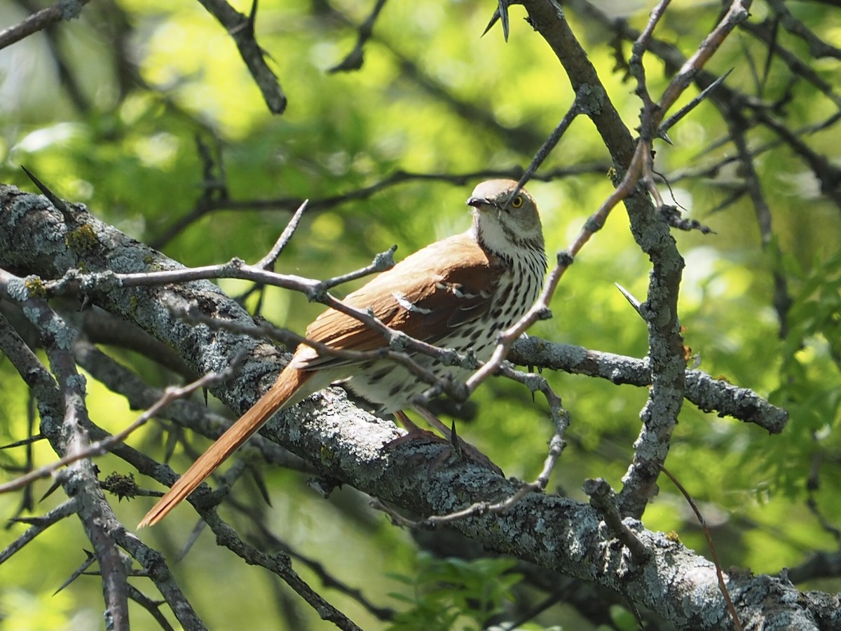 Brown Thrasher - Catherine Brown