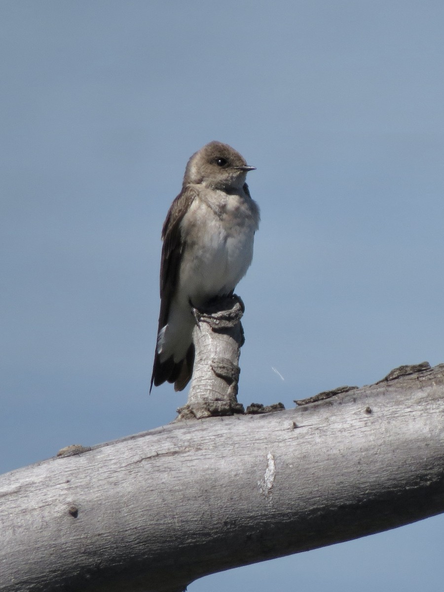 Northern Rough-winged Swallow - ML618842620