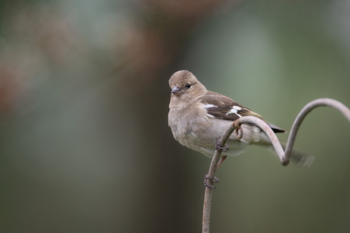 Common Chaffinch - Guido Van den Troost