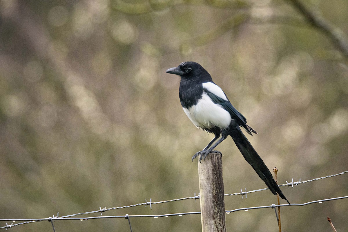 Eurasian Magpie - Guido Van den Troost