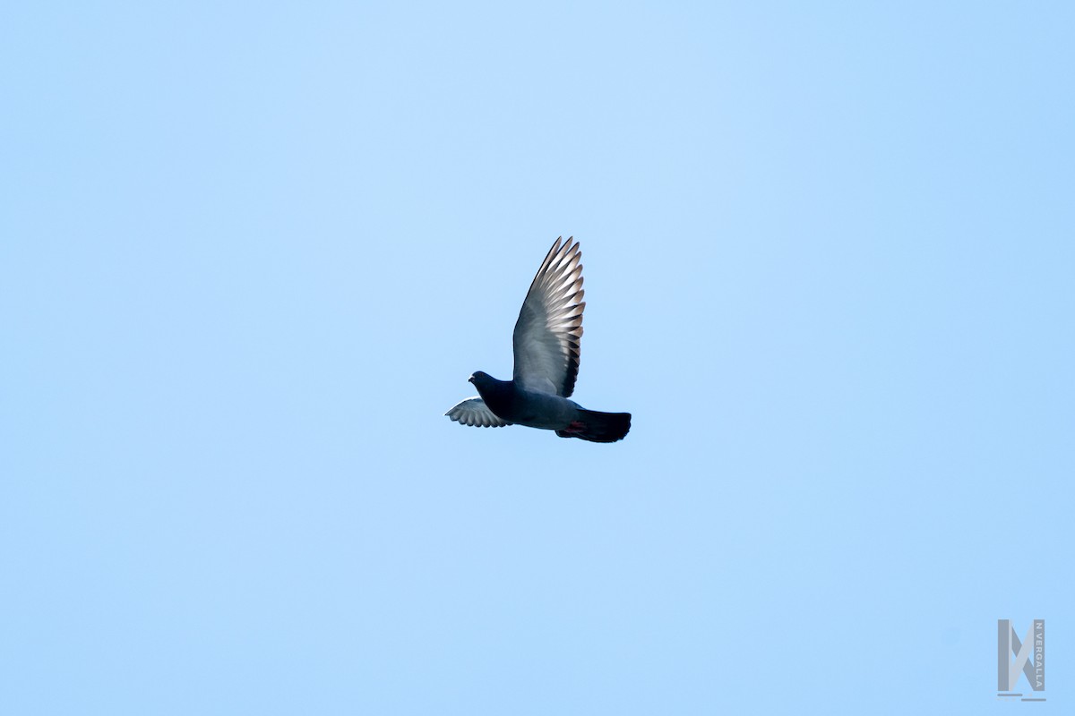 Rock Pigeon (Feral Pigeon) - Nicole Vergalla