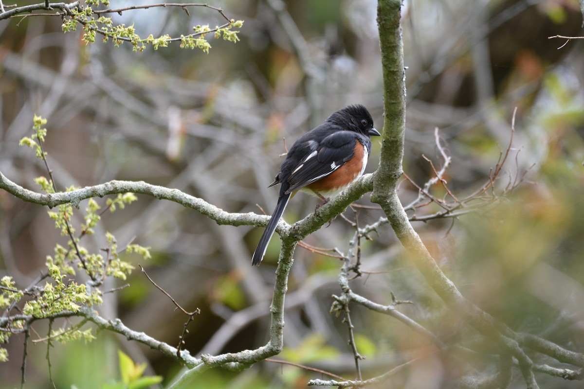 Eastern Towhee - Greg Watkevich