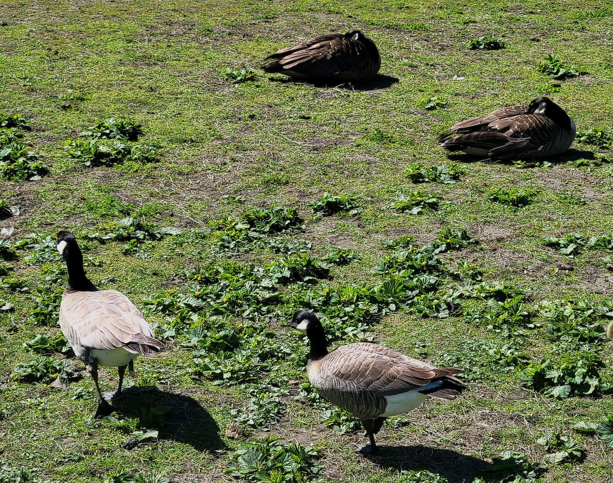 Cackling Goose - Linda Callahan