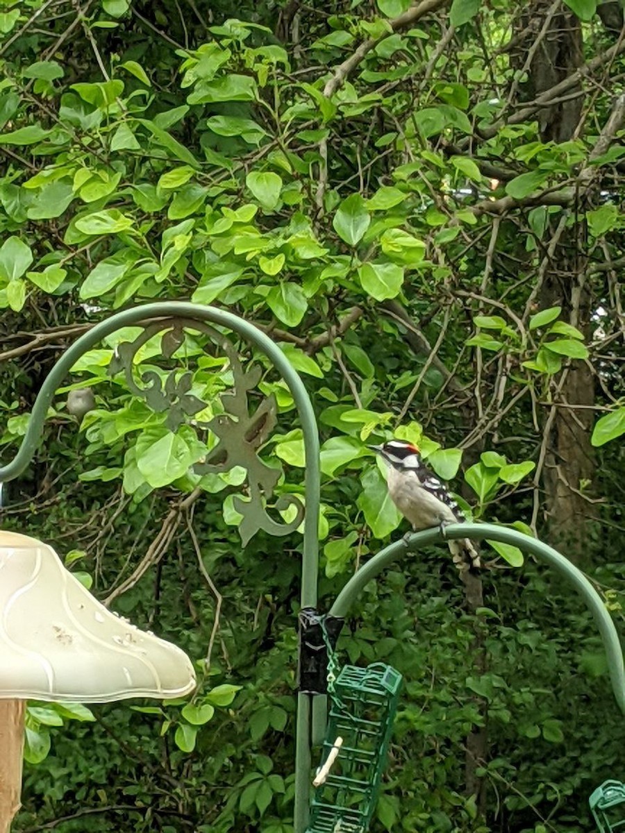 Downy Woodpecker - Julio Araque