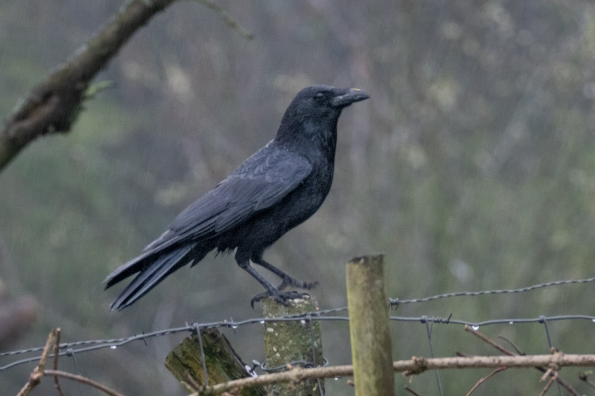 Carrion Crow - Guido Van den Troost