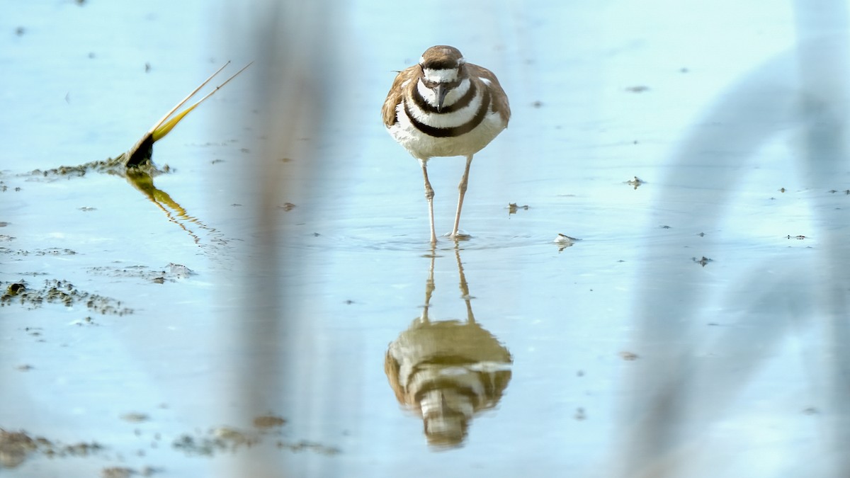 Killdeer - ML618842673