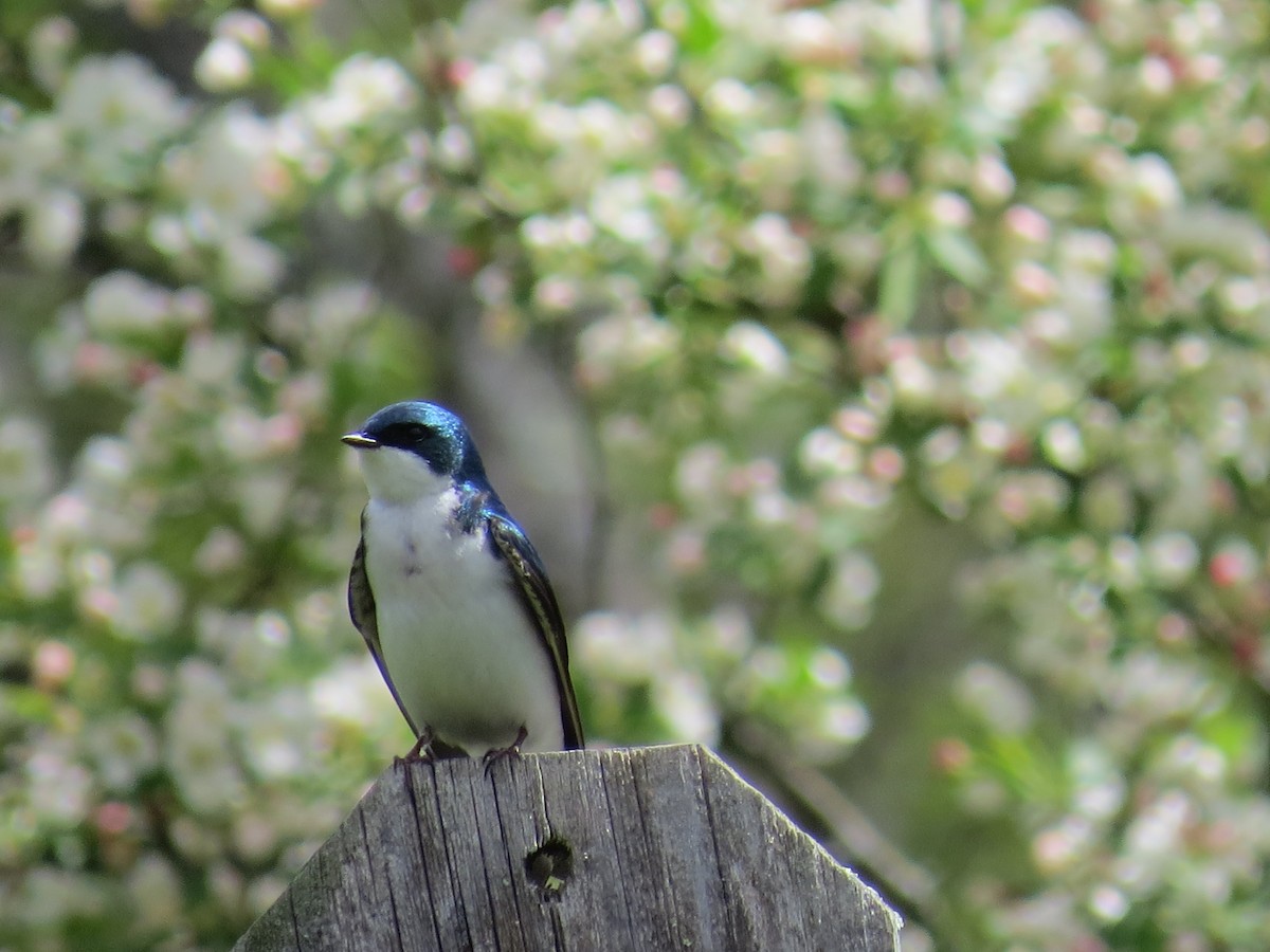 Tree Swallow - ML618842676