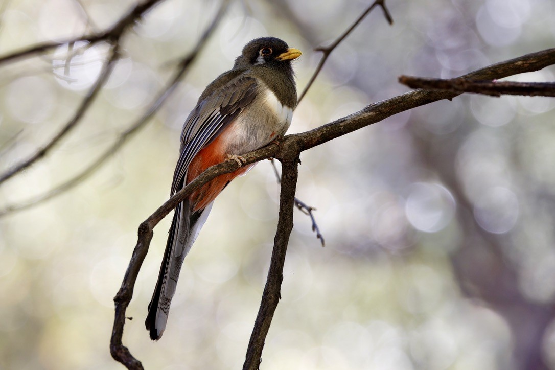 Elegant Trogon - Haim Weizman