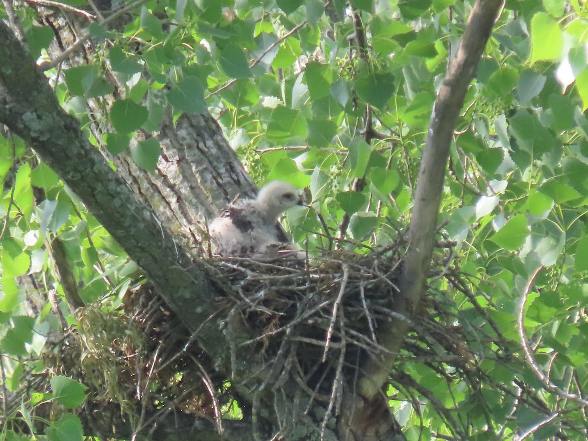 Red-shouldered Hawk - ML618842686