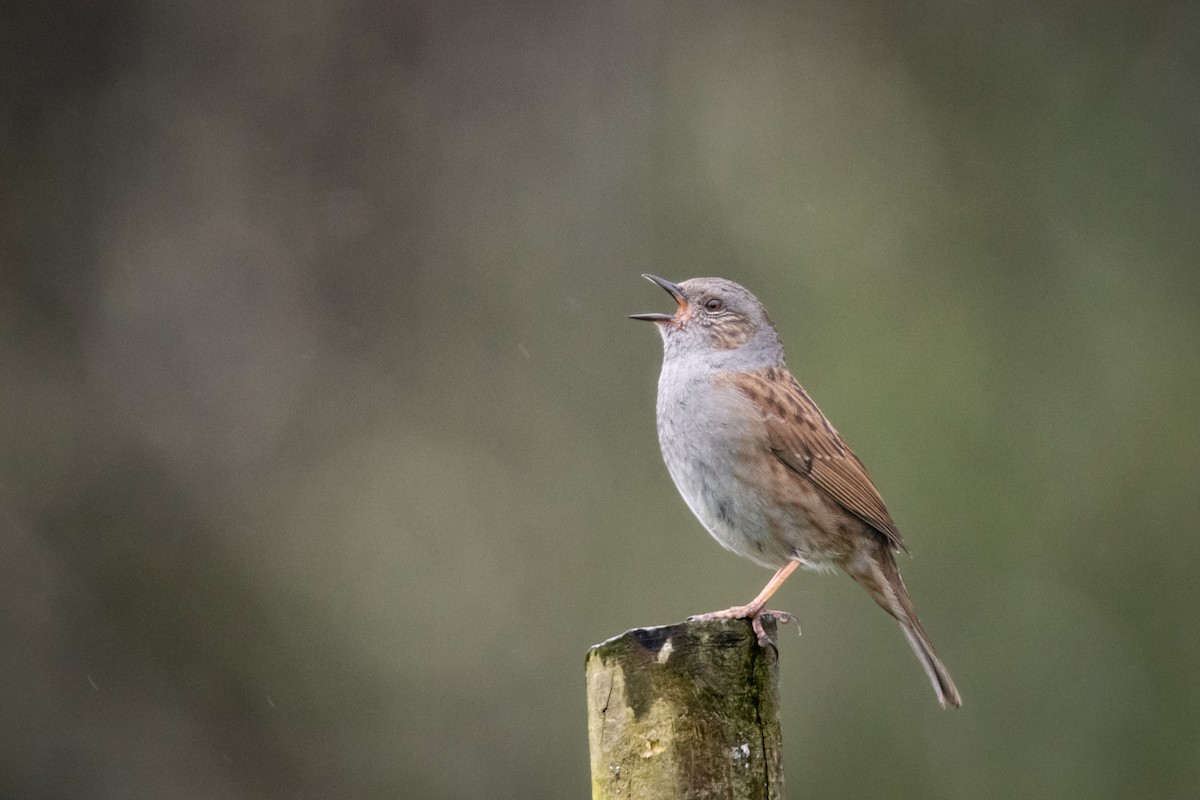 Dunnock - Guido Van den Troost