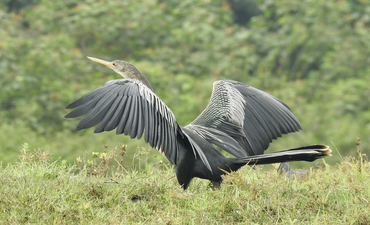 Anhinga Americana - ML618842696