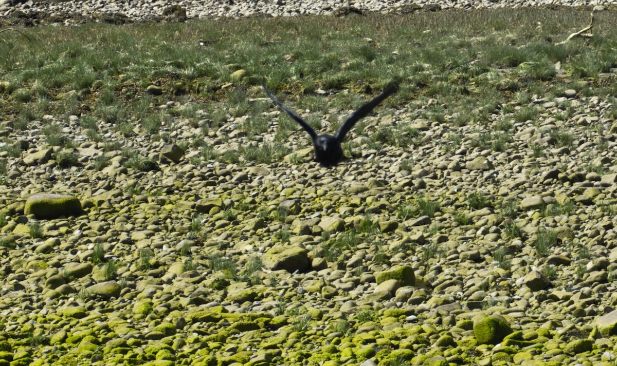 American Crow - Robin Rowland