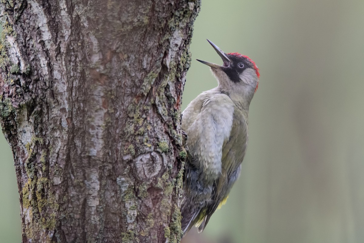 Eurasian Green Woodpecker - Guido Van den Troost