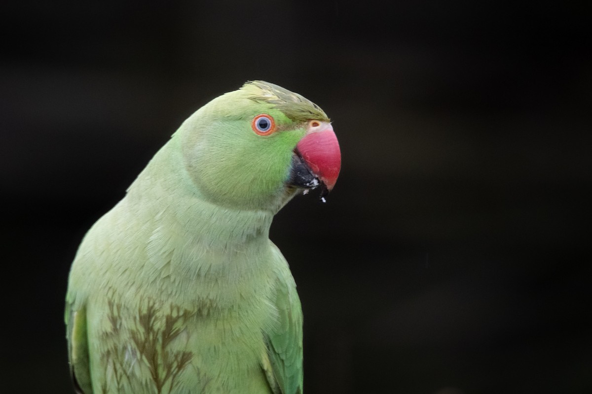 Rose-ringed Parakeet - Guido Van den Troost