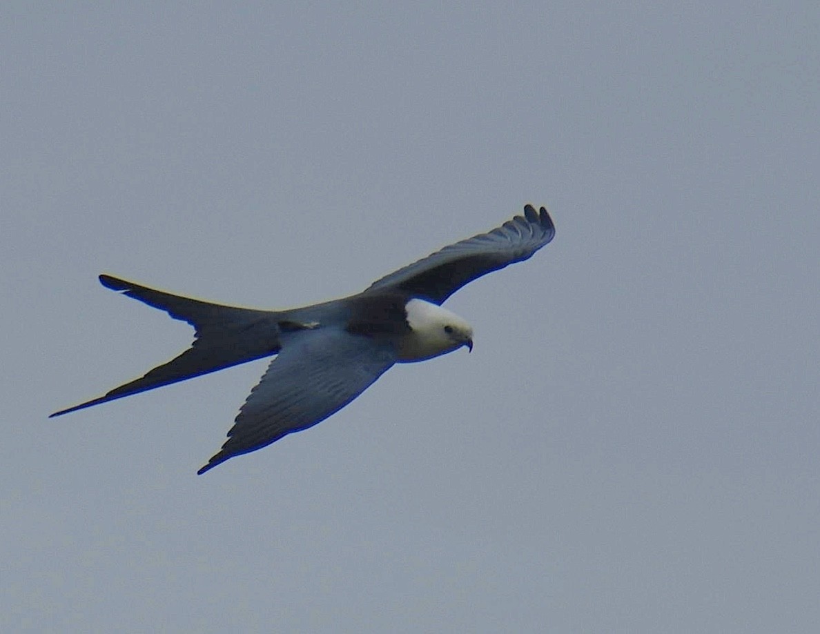 Swallow-tailed Kite - Dale Wolck