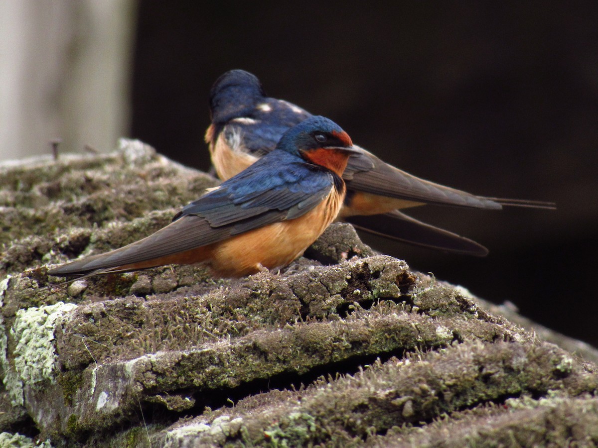 Golondrina Común - ML618842724