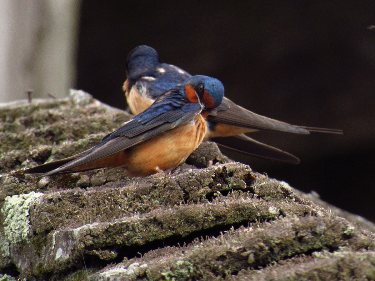 Golondrina Común - ML618842725
