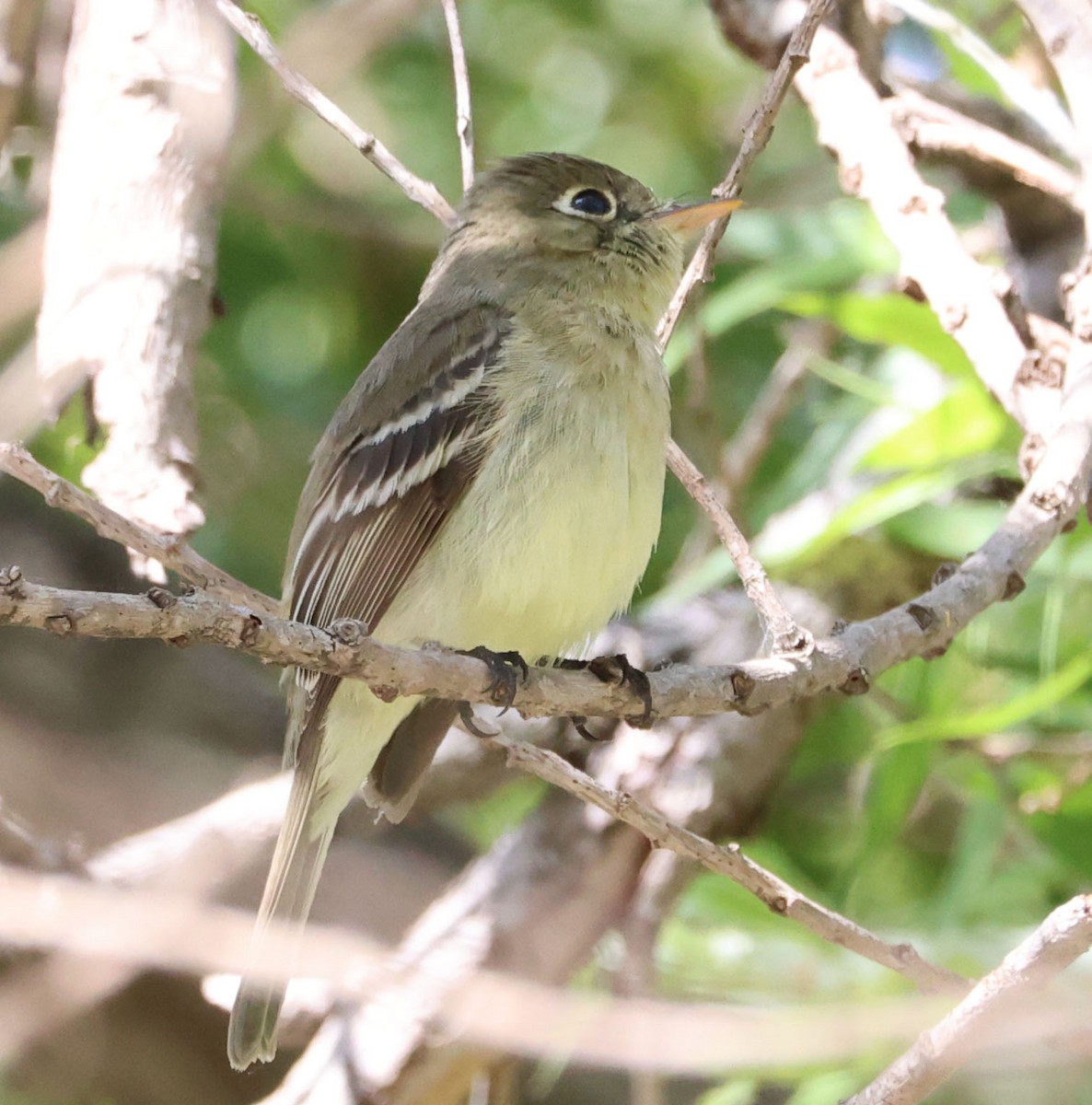 Western Flycatcher - Diane Etchison