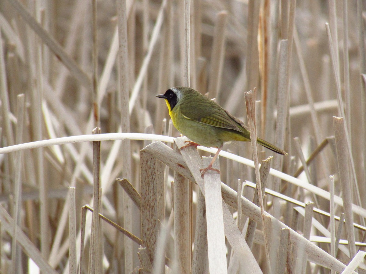 Mascarita Común - ML618842748