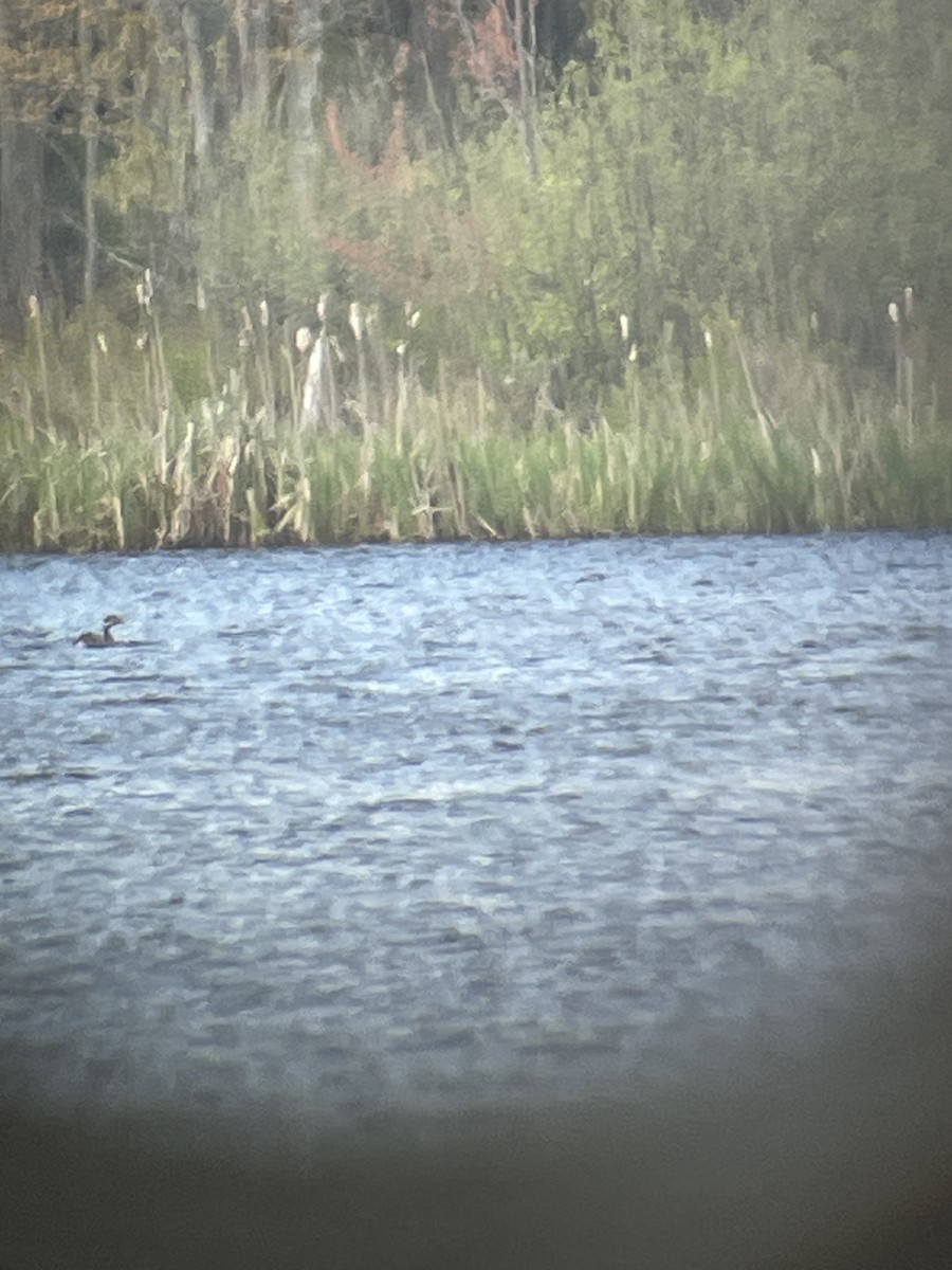 Red-necked Grebe - ML618842755