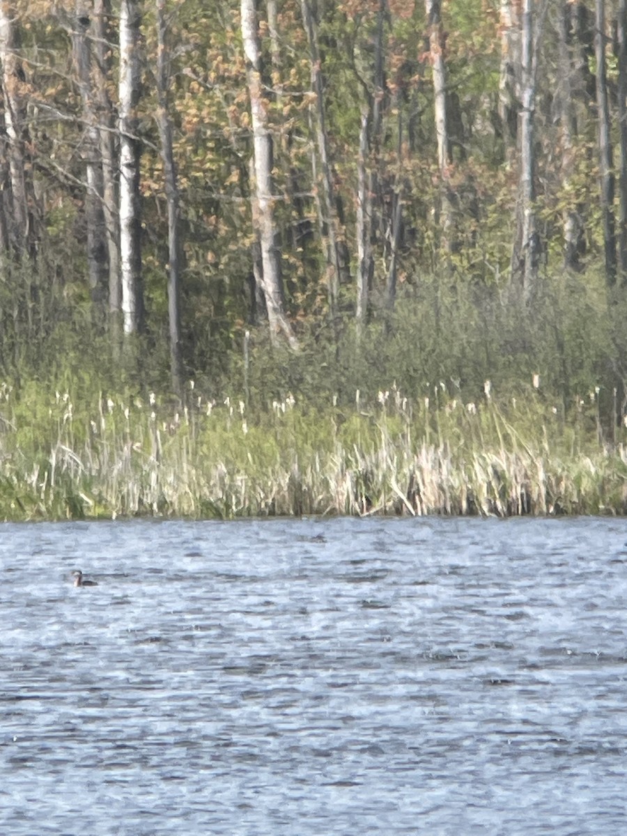 赤頸鸊鷉 - ML618842756