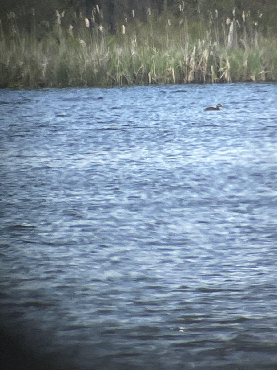 Red-necked Grebe - ML618842757