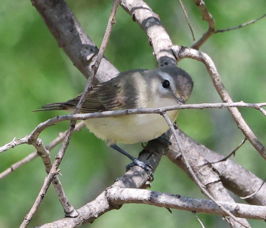 Warbling Vireo - Diane Etchison