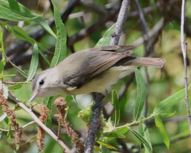 Warbling Vireo - Diane Etchison