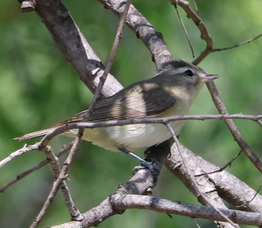 Warbling Vireo - Diane Etchison