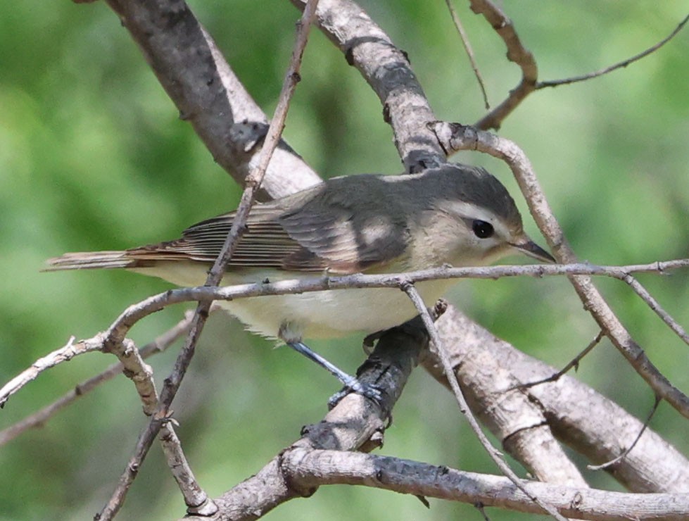 Warbling Vireo - Diane Etchison