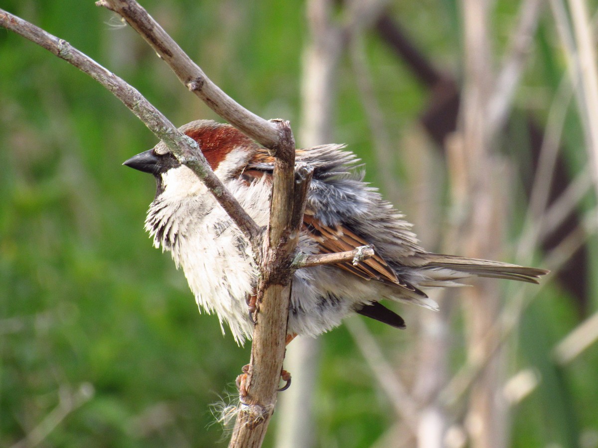 Gorrión Común - ML618842771