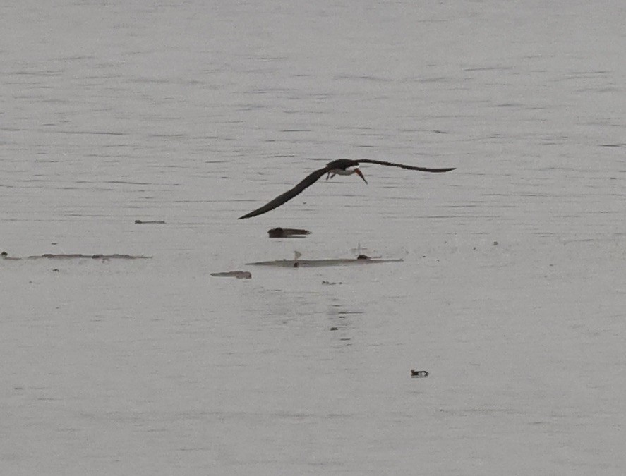 Black Skimmer - Millie and Peter Thomas