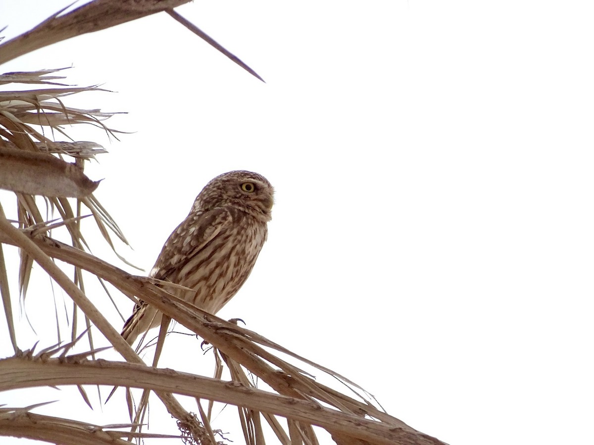 Little Owl (Little) - Léo-Paul Godderis 🦜