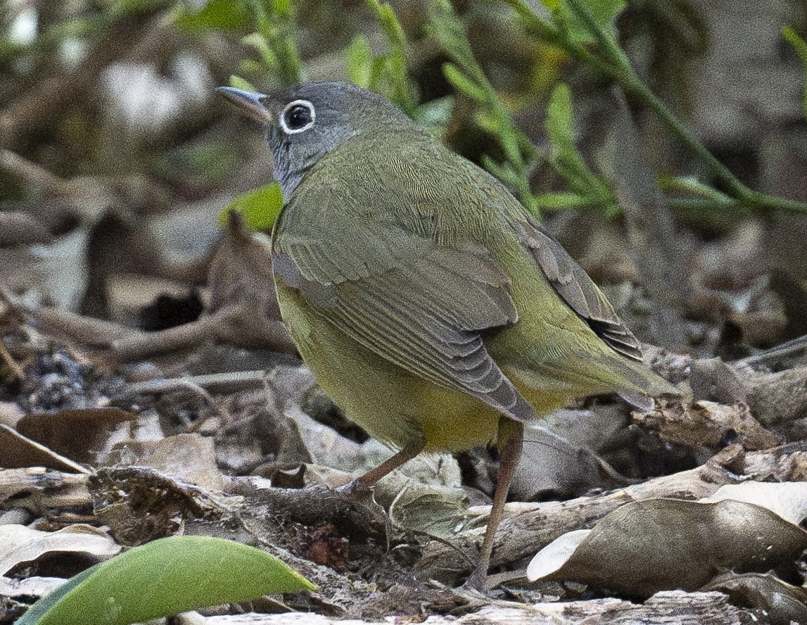 Connecticut Warbler - Lawrence Gladsden