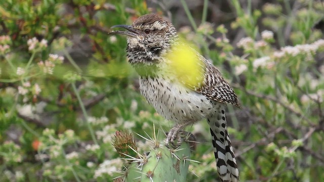 Troglodyte des cactus - ML618842791