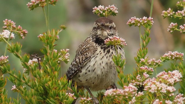 Cactus Wren - ML618842793