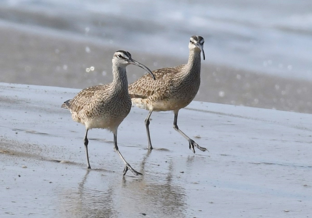 Whimbrel - David True