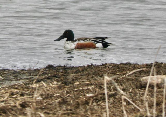 Northern Shoveler - Mark Yoder